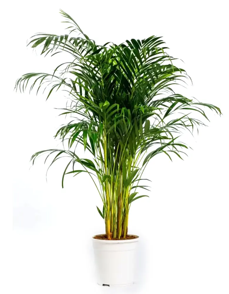 Купить бестселлер Пальма Арека