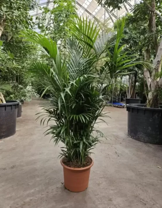 palm-3.webp