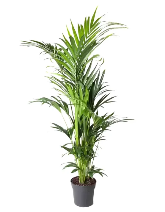 palm-4.webp