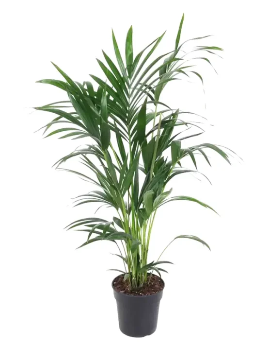 palm-5.webp