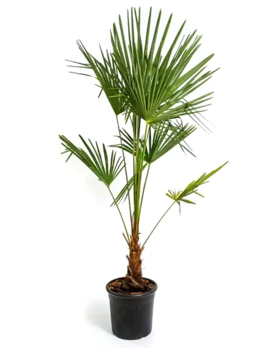 palm-6.webp