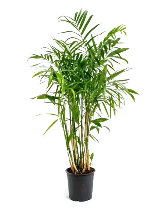 palm-7.webp