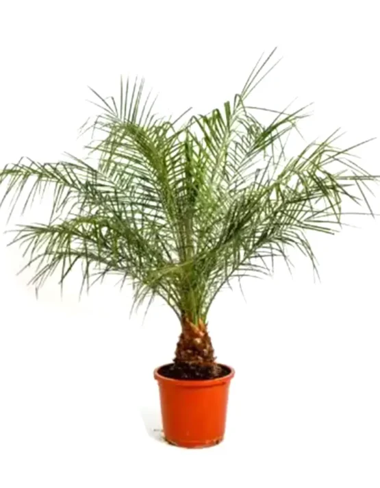 palm-8.webp