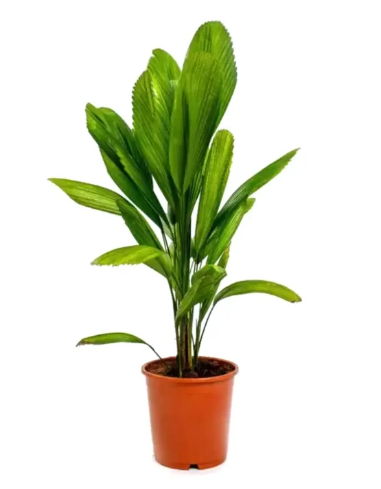 palm-9.webp