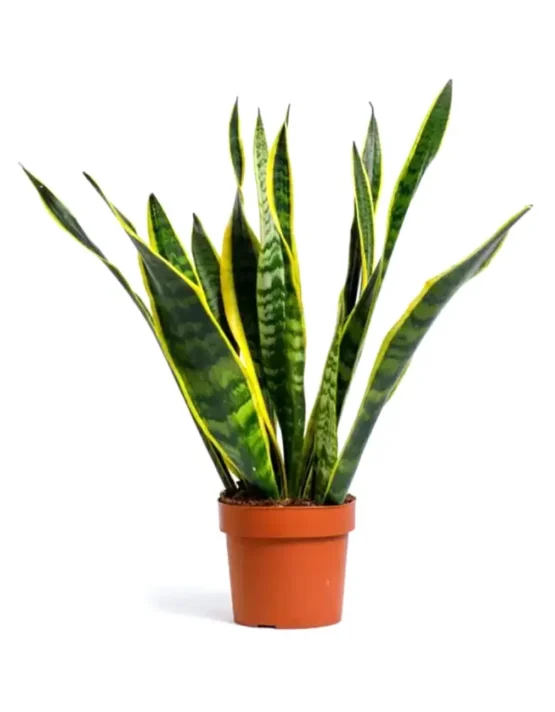 sukkul-5.webp