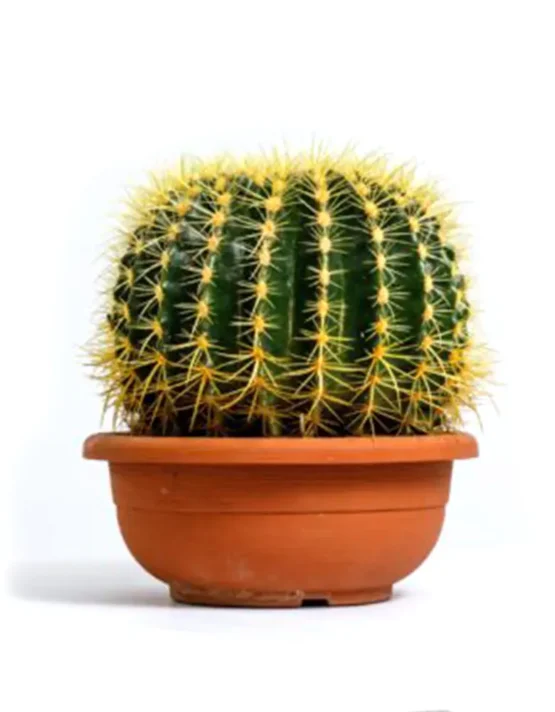 sukkul-6.webp