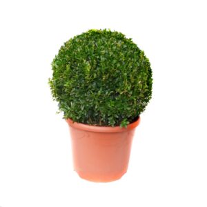Самшит Sempervirens