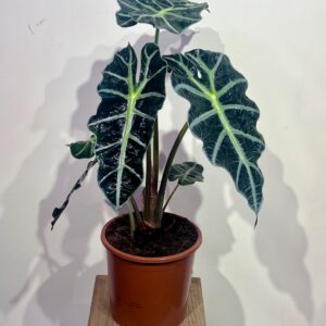 alokazia-polli-1.jpg