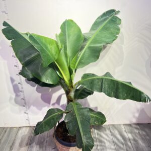 banan-dwarf-cavendish-1.jpg