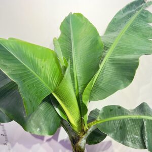 banan-dwarf-cavendish-2.jpg