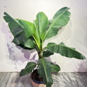banan-dwarf-cavendish.jpg