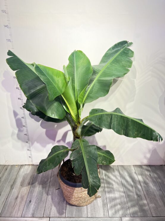banan-dwarf-cavendish.jpg