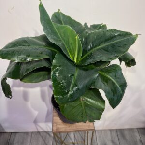 bananovaya-palma-dwarf-cavendish-10-1.jpg