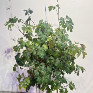 cissus-1.jpg