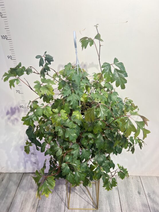 cissus.jpg