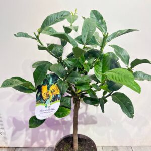 citron-ruka-buddy-1.jpg