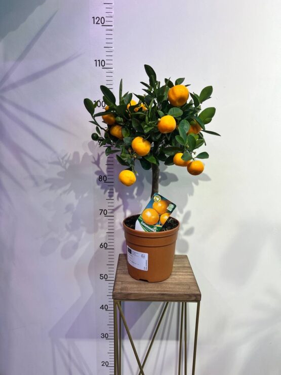 citrus-kalamondin.jpg