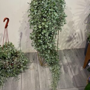 dikhondra-serebristaa-1.jpg