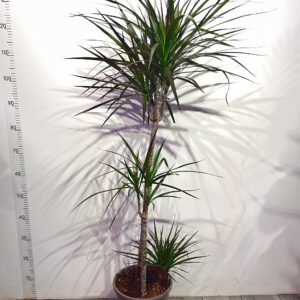 dracena-marginata-1.jpg