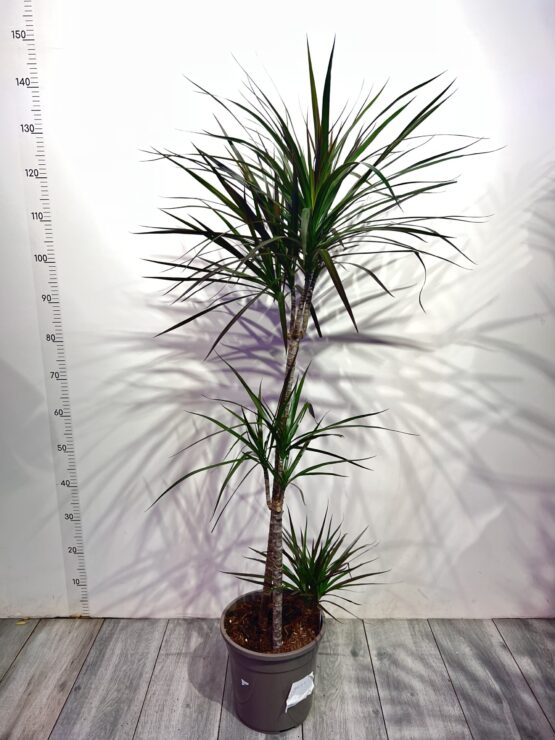 dracena-marginata.jpg