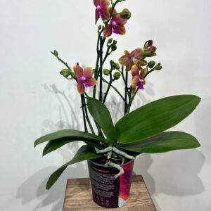 falenopsis-2st-perfium-bolgheri-1.jpg