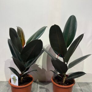 fikus-ficus-elastica-abidzan-60sm-1.jpg