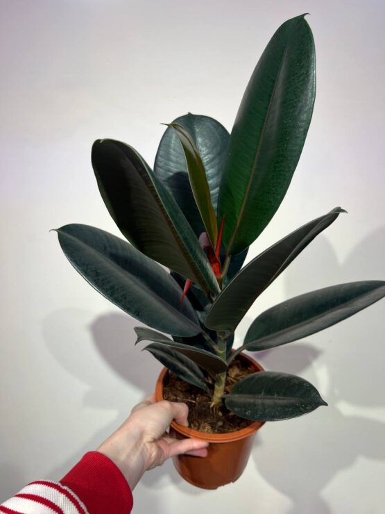 fikus-ficus-elastica-abidzan-60sm.jpg