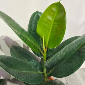 fikus-ficus-elastica-robusta-60sm-1.jpg
