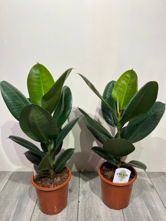 fikus-ficus-elastica-robusta-60sm.jpg