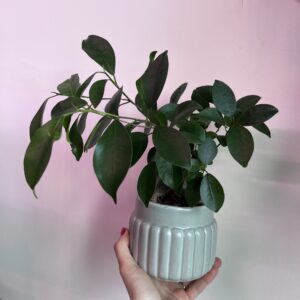 fikus-ginseng-1.jpg