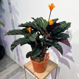 kalatea-krokata-1.jpg