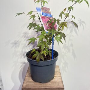 klen-acer-pa-atropurpureu-1.jpg