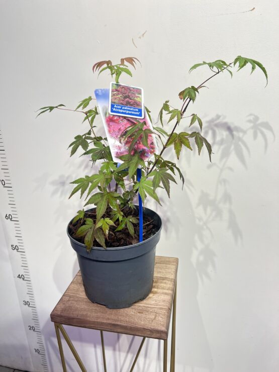 klen-acer-pa-atropurpureu.jpg