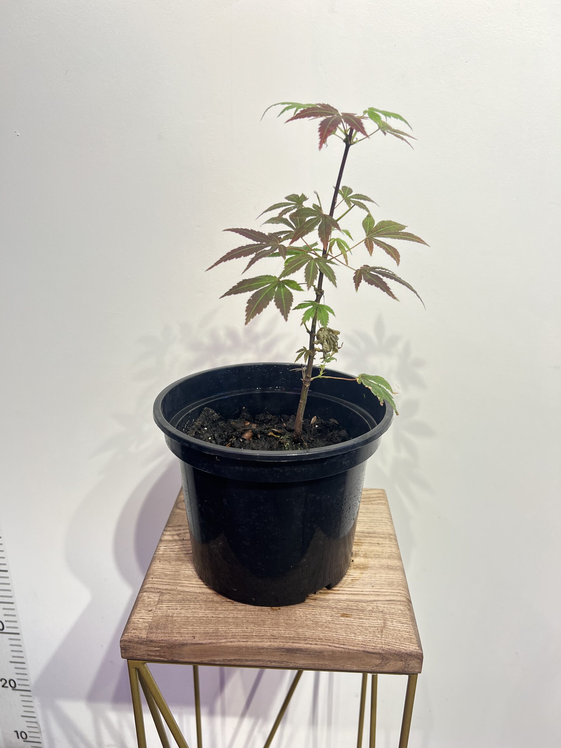 Новинка Клен Atropurpure