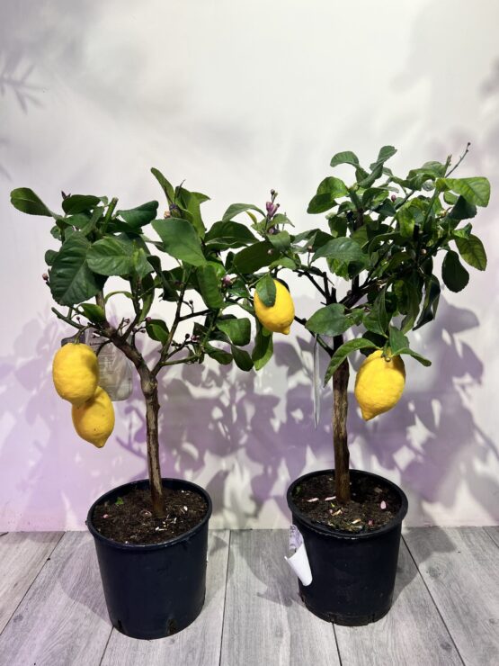 limon-s-plodami-80sm.jpg