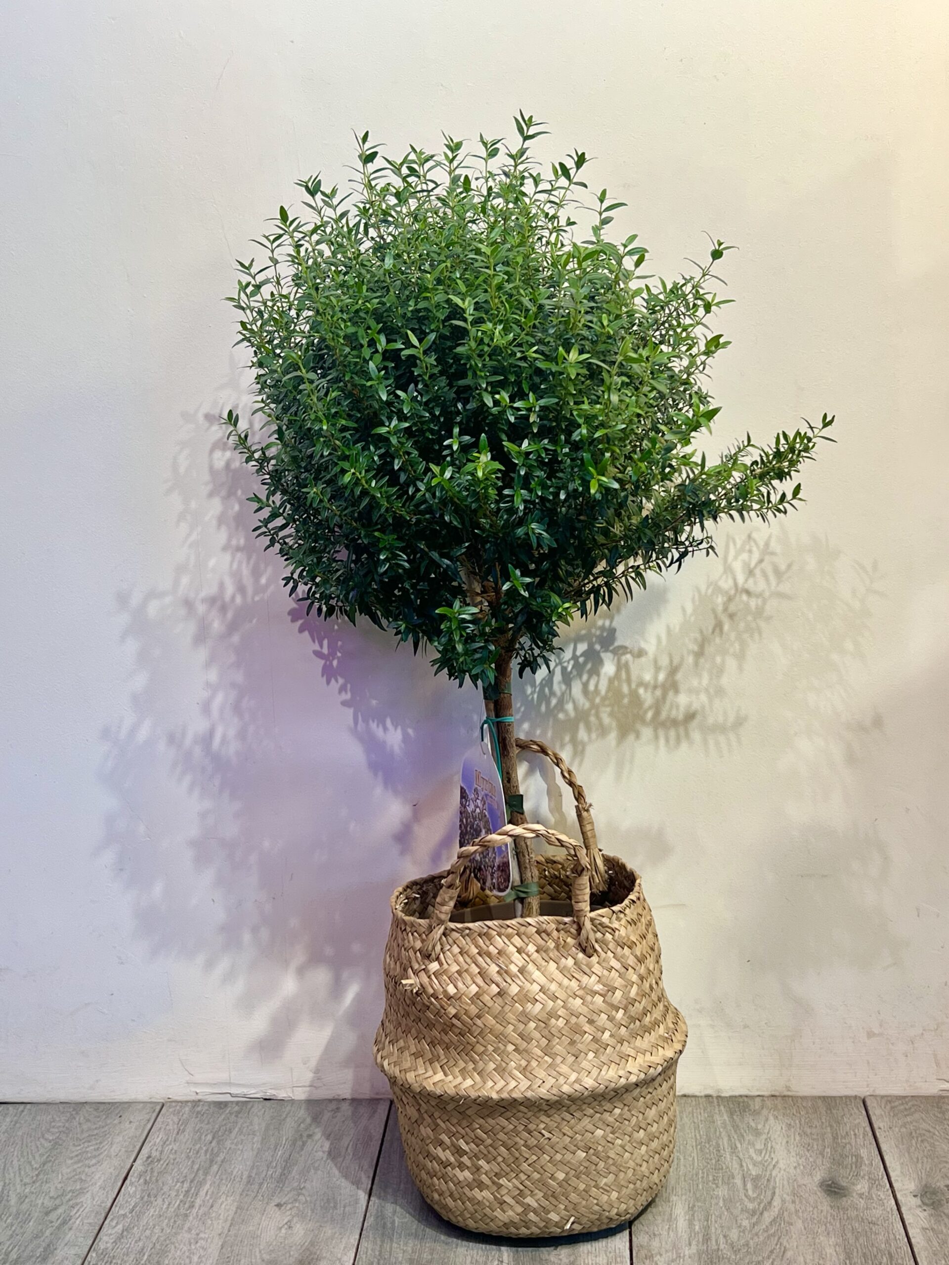 Купить бестселлер Мирт на штамбе 70см