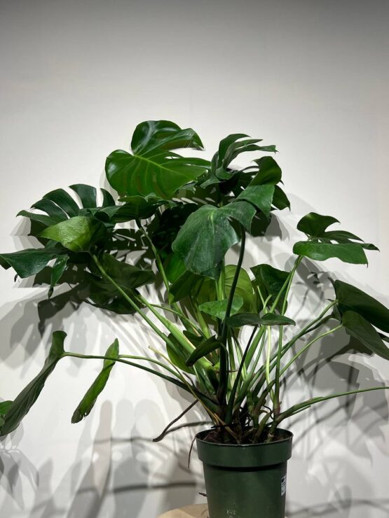 monstera-75sm.jpg