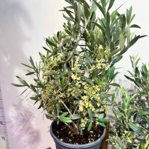 oliva-europaea-v-gorske-20-sm-2.jpg