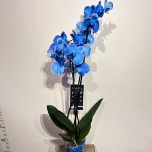 orkhidea-magic-blue-1.jpg