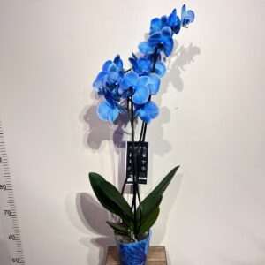 orkhidea-magic-blue-2.jpg