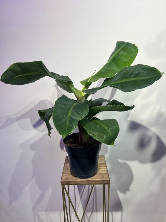 pal-ma-banan-musa-dwarf-cavendish.jpg