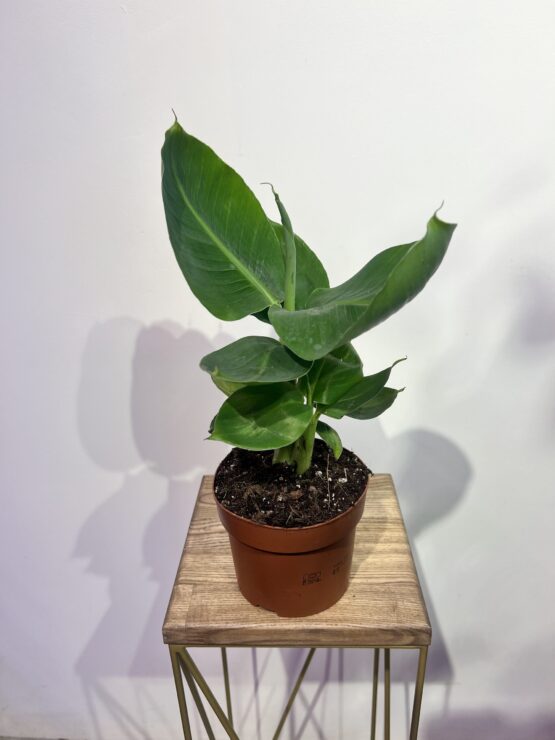 pal-ma-banan-musa-oriental-dwarf.jpg