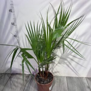 pal-ma-vasingtonia-robusta-1.jpg