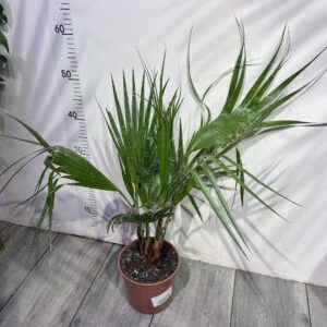 pal-ma-vasingtonia-robusta-2.jpg