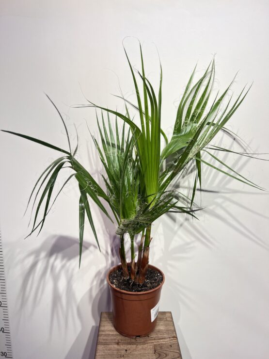 pal-ma-vasingtonia-robusta.jpg
