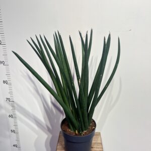 sansevieria-cilindrika-1.jpg