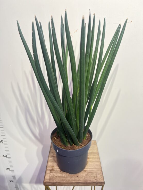sansevieria-cilindrika.jpg