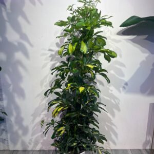 sefflera-gold-kapella-120sm-1.jpg