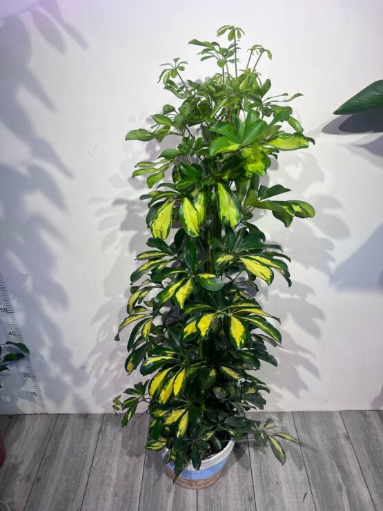 sefflera-gold-kapella-120sm.jpg
