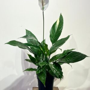 spatifillum-diamond-variegated-1.jpeg